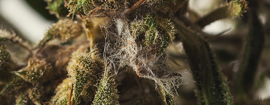 Stampo In Un Germoglio Di Cannabis