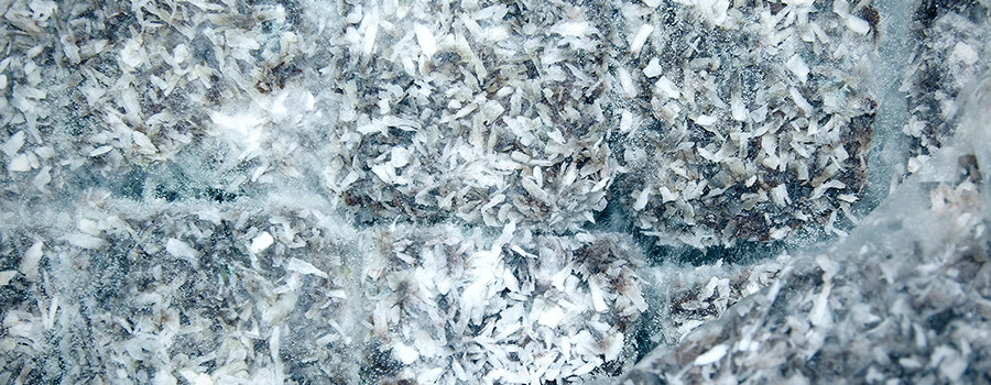 Mould Mildew In Cannabis EdibleMuffa Della Muffa In Commestibile Della Canapa