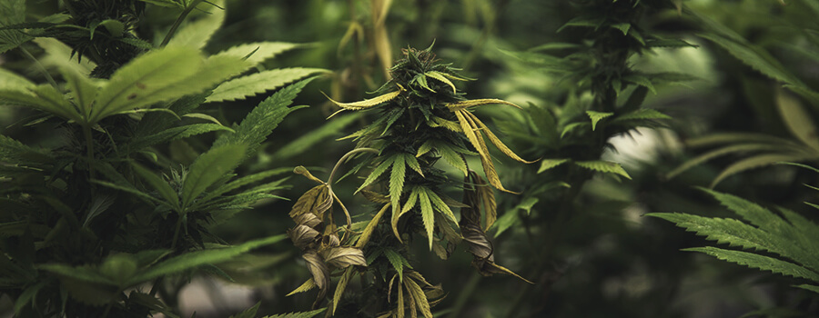 Cannabis Bud Ammuffito