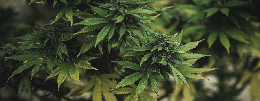 Germoglio Di Cannabis Con Foglie Gialle Germoglio Di Cannabis Con Foglie Gialle