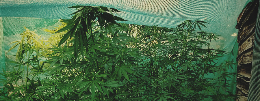 Netting Di Cannabis Contro I Parassiti