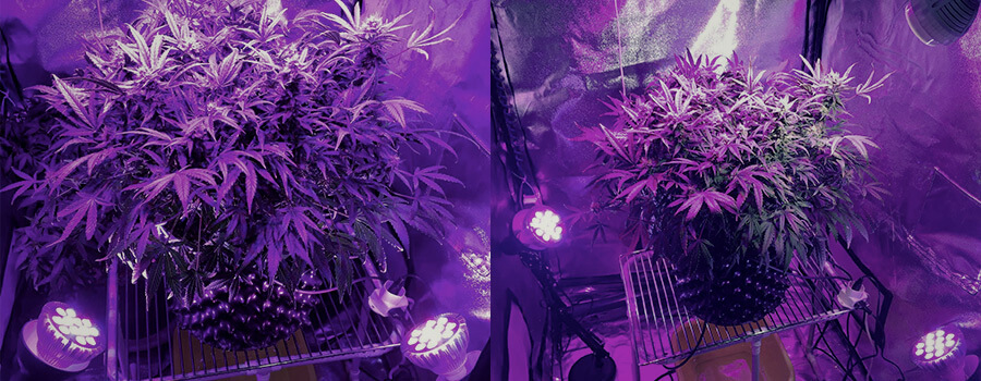 Cannabis Per Illuminazione Laterale