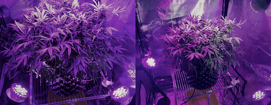 Cannabis Per Illuminazione Laterale Cannabis Per Illuminazione Laterale
