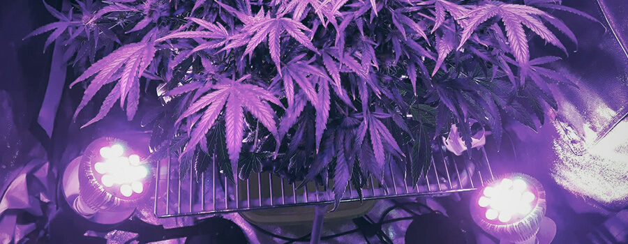Tecniche Di Allenamento Cannabis Illuminazione Laterale Tecniche Di Allenamento Cannabis Illuminazione Laterale