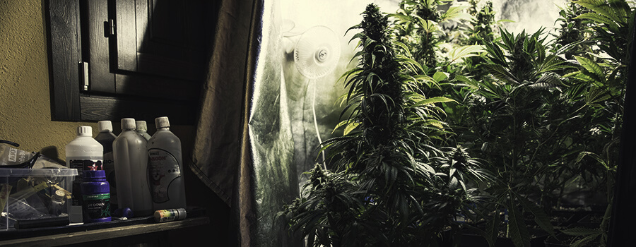 Diverse Sostanze Nutritive Per Diversi Ceppi Di Cannabis Diverse Sostanze Nutritive Per Diversi Ceppi Di Cannabis