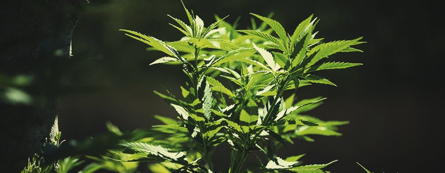 Come Spostare le tue Piante di Cannabis Indoor all'Aperto Come Spostare le tue Piante di Cannabis Indoor all'Aperto