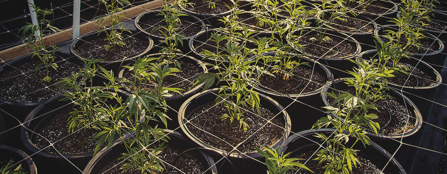 Sistema di fertirrigazione di cannabis all'aperto