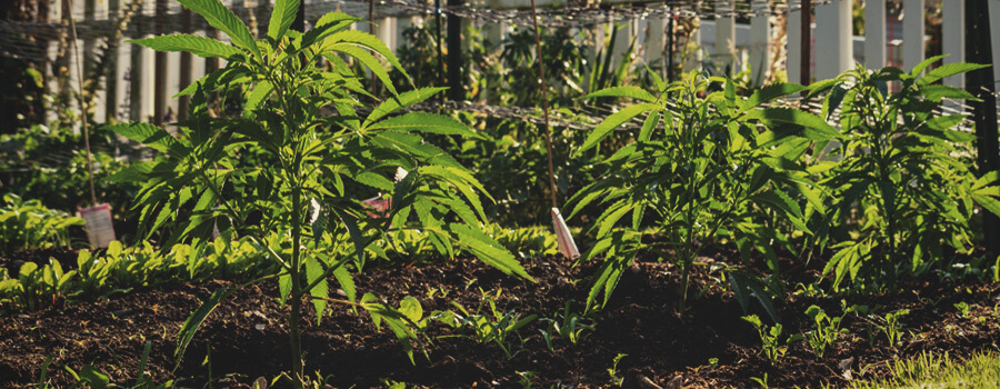 I benefici dell'agricoltura senza cannabis
