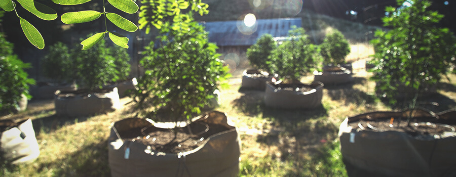 Air Pruning Nelle Piante Di Cannabis