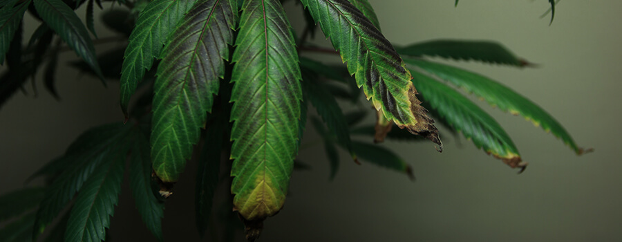 Sovraconcimazione Cannabis Sovraconcimazione Cannabis