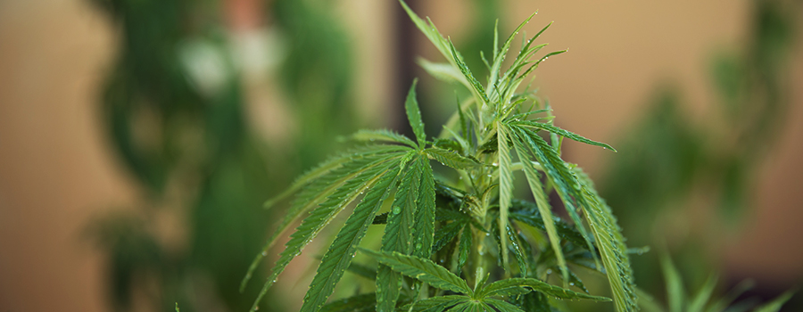 Irrigazione Issue Plant Cannabis Irrigazione Issue Plant Cannabis