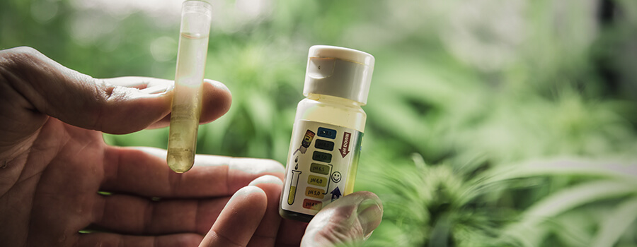 Epsom Salt E Ph Della Coltivazione Di Cannabis Epsom Salt E Ph Della Coltivazione Di Cannabis