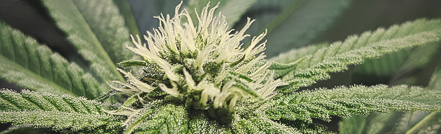 Pineapple Kush by Royal Queen Seeds Pineapple Kush by Royal Queen Seeds