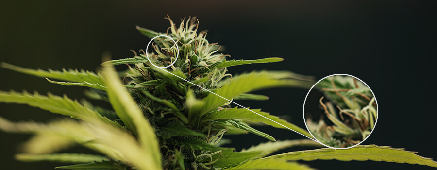 Pistils Della Pianta Della Cannabis Del Polline Pistils Della Pianta Della Cannabis Del Polline