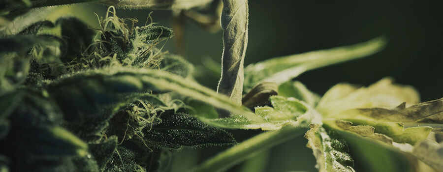Pistilli E Tricomi In Un Germoglio Di Cannabis Pistilli E Tricomi In Un Germoglio Di Cannabis