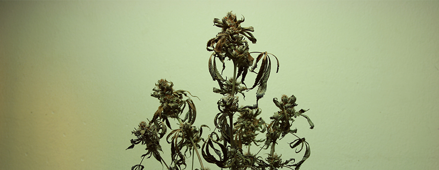pianta di cannabis bruciata da nutrienti pianta di cannabis bruciata da nutrienti