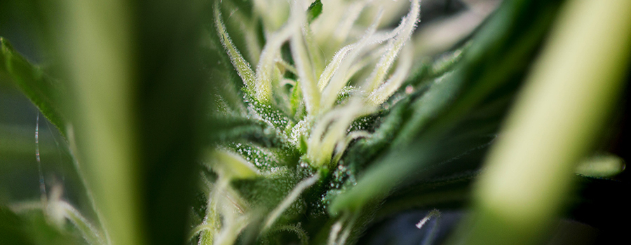 Cannabinoidi E Terpeni Per Il Diabete Cannabinoidi E Terpeni Per Il Diabete