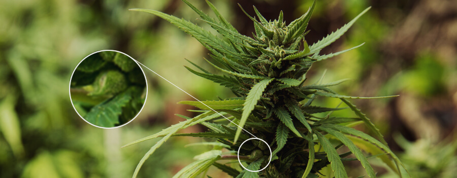 Pianta Di Cannabis Impollinata Pianta Di Cannabis Impollinata