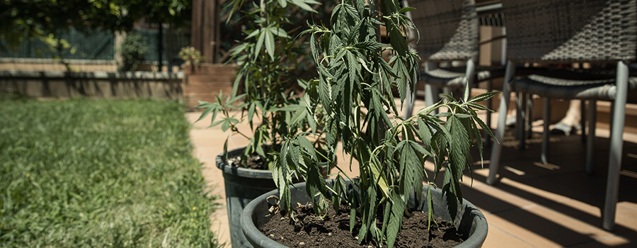 Calore Da Stress Cannabis All'Aperto Calore Da Stress Cannabis All'Aperto