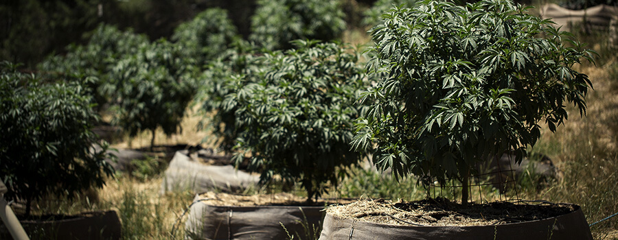 QUANDO TRAPIANTARE LE TUE PIANTE DI CANNABIS QUANDO TRAPIANTARE LE TUE PIANTE DI CANNABIS