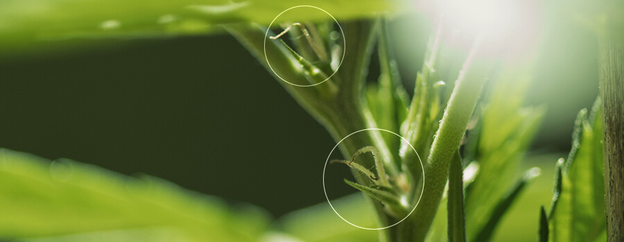 Pistilli In Una Pianta Di Cannabis Femminizzata Pre-fiore Pistilli In Una Pianta Di Cannabis Femminizzata Pre-fiore