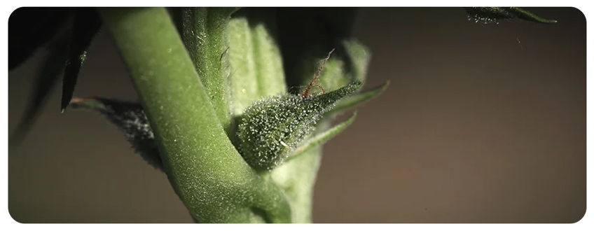 Pistils Pistils