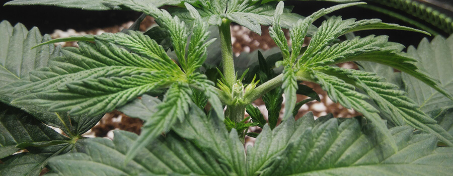 Potatura Topping Fimming Planta Cannabis Potatura Topping Fimming Planta Cannabis