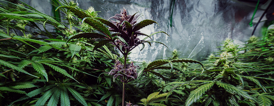 Pianta Di Cannabis Viola Pianta Di Cannabis Viola