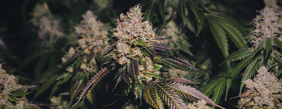 Marijuana Viola Marijuana Viola