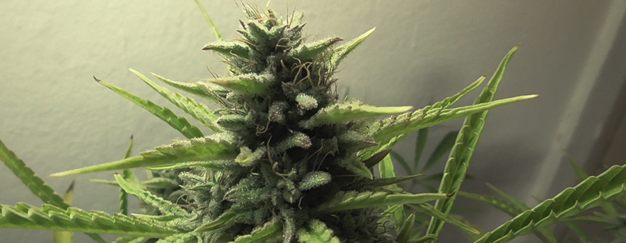 Royal Cookies Automatic Royal Queen Seeds Pheno 1 Top Shelf Grower