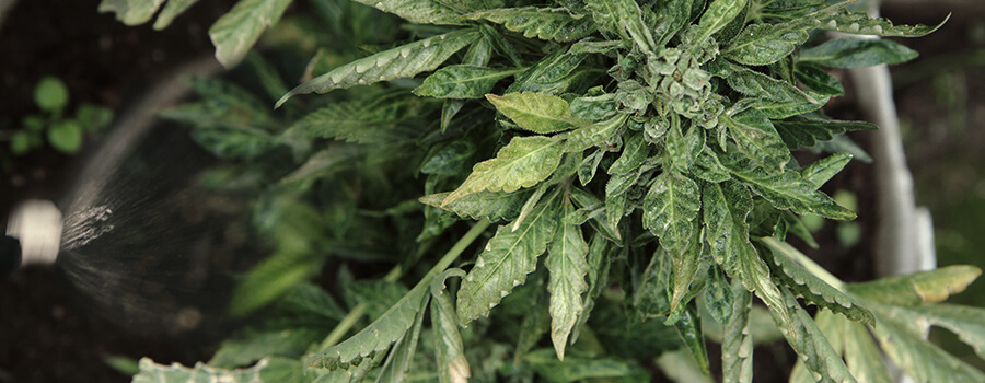 Annaffiare Le Piante Di Cannabis Con Pesticidi