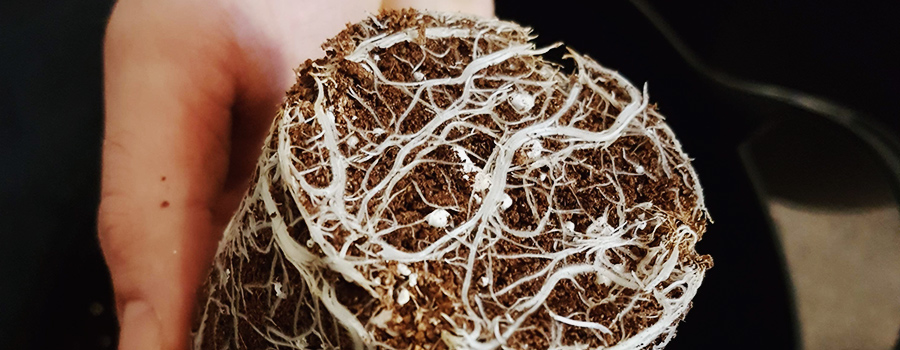 Trapianto Di Contenitori Di Cannabis Di Radici
