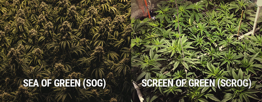 Sea of Green e Screen of Green, SOG vs SCROG