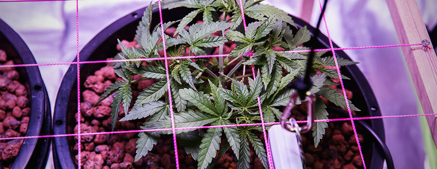 Scrog Tecnica Cannabis Cultivo Scrog Tecnica Cannabis Cultivo