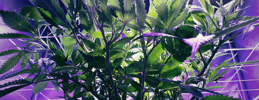 Scrog Metodo Cannabis Scrog Metodo Cannabis