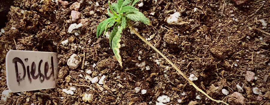 Marciume Di Semi Cannabis 