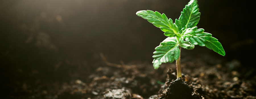 Stadio Di Piantino Cannabis