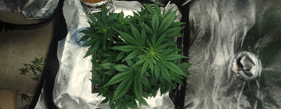 Coltivazione Di 1 Pianta Di Cannabis A Casa