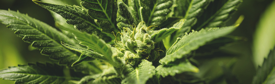 Somango XL Royal Queen Seeds Somango XL Royal Queen Seeds