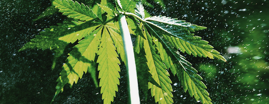 Privazione Della Luce Per Evitare La Cannabis Marcia