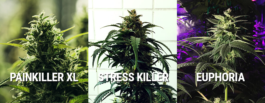 Cannabis Euphoria, Painkiller XL E Stress Killer