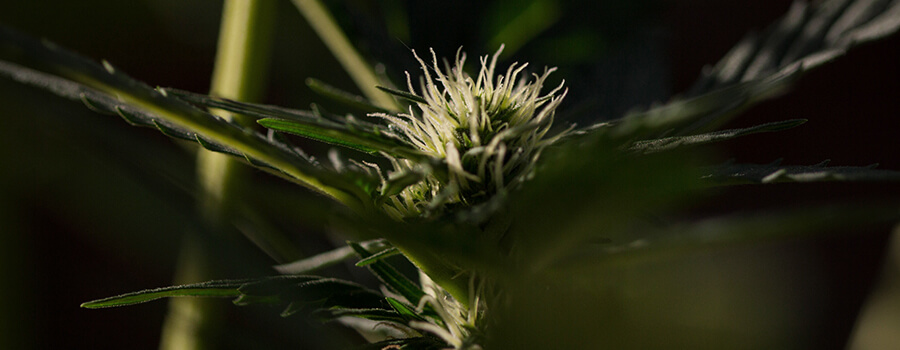 Cannabis A Fotoperiodo