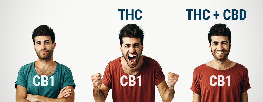 WHO THC E CBD WHO THC E CBD
