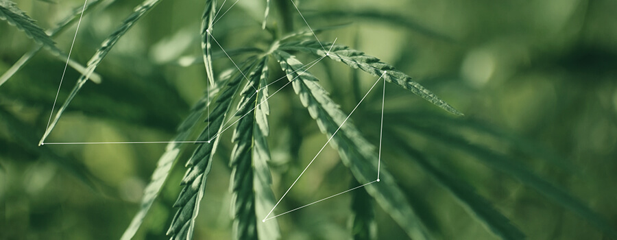 Terpeni, Linalolo e Mircene Terpeni, Linalolo e Mircene