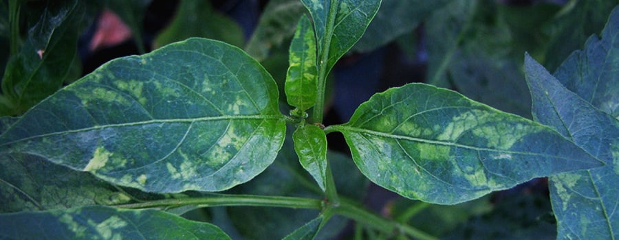 Virus Del Mosaico Del Tabacco TMV