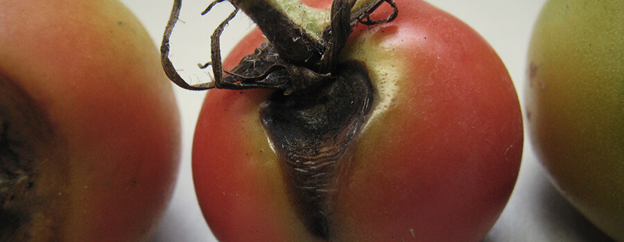 Alternaria Fungus On Tomatofungo Di Alternaria Sulla Pianta Di Pomodori