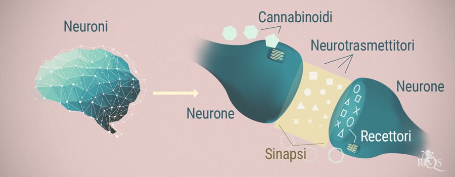 Neuroni, cannabinoidi e neurotrasmettitori