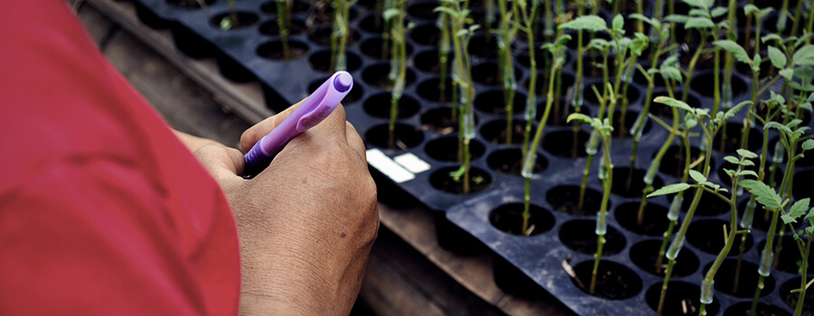 Come Innesto Piante Di Cannabis