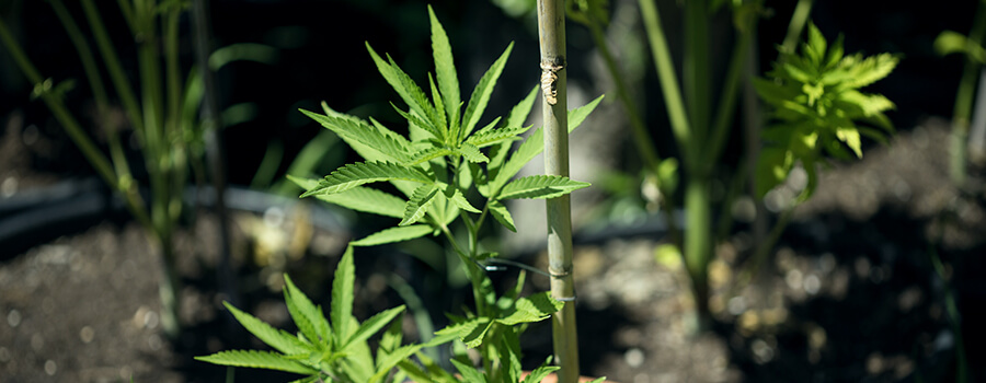 Tutoraggio Pianta Di Cannabis Tutoraggio Pianta Di Cannabis
