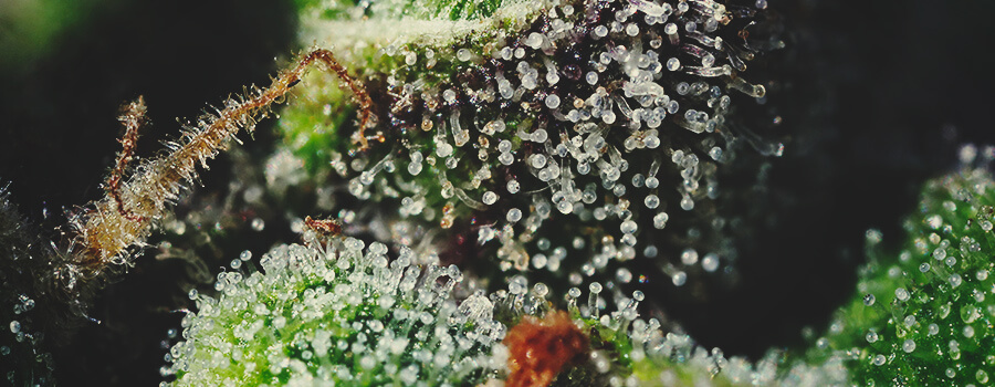 Tricomi e terpeni sono essenziali per l'aroma di cannabis
